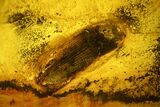 Fossil Beetle (Coleoptera) & Two Flies (Diptera) In Baltic Amber #150759-1
